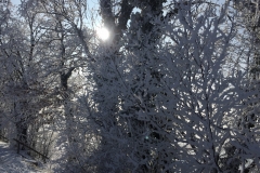 Chiemsee-10